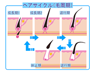 hair cycle.jpg