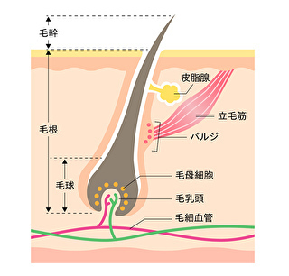 hair papilla.jpg